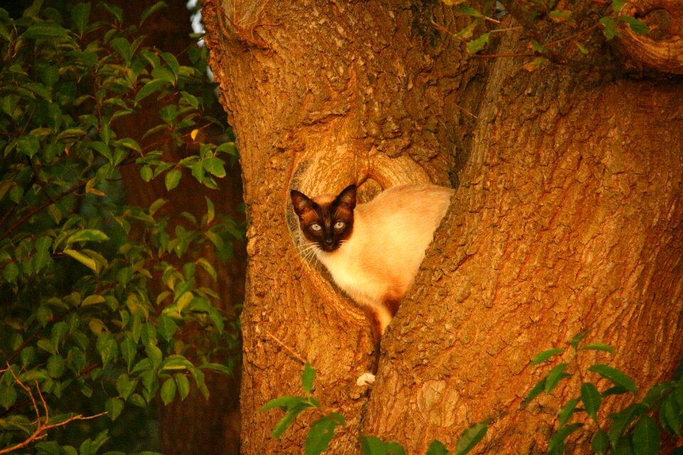 Tree branch hiding place photo