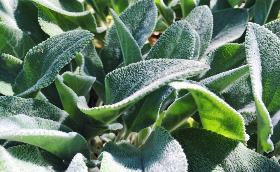 Stahis greens bush