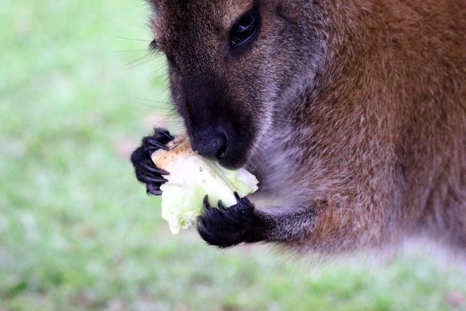 Mammal nature australian