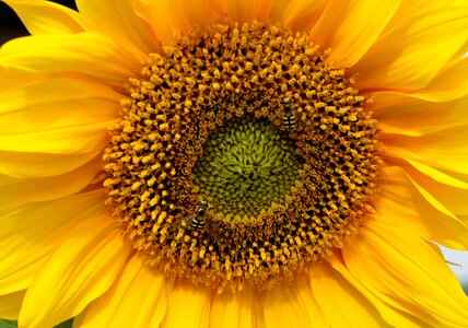 Pollen yellow summer