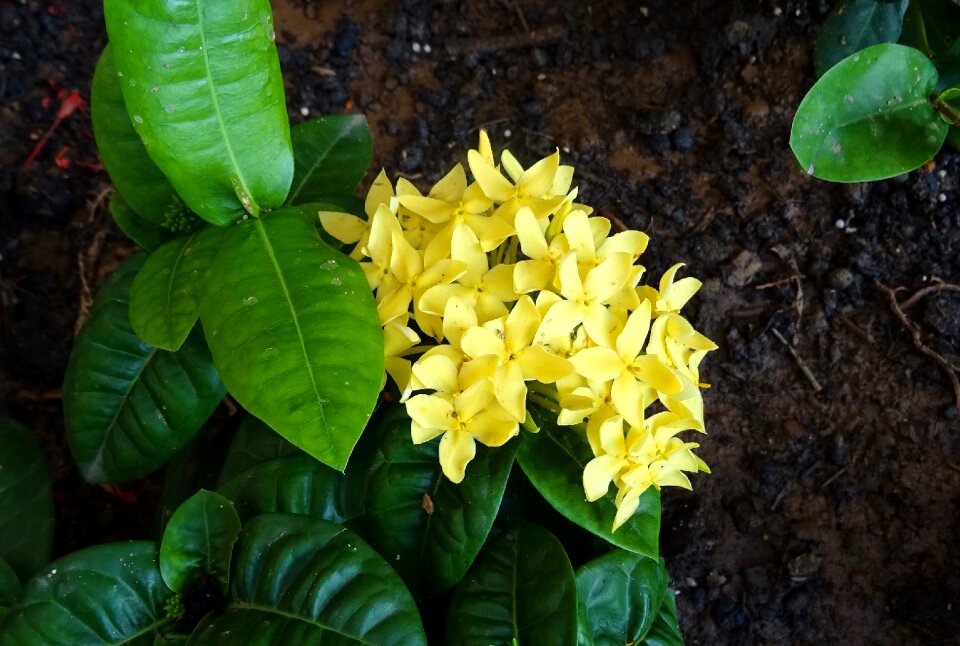 Rugmini ixora coccinea rubiaceae yellow