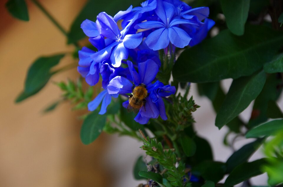 Insects flowers plumbago