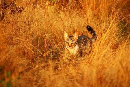 Mackerel tiger cat domestic cat