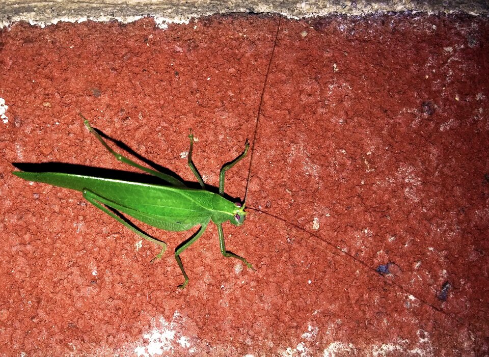 Tettigoniidae bush crickets nocturnal