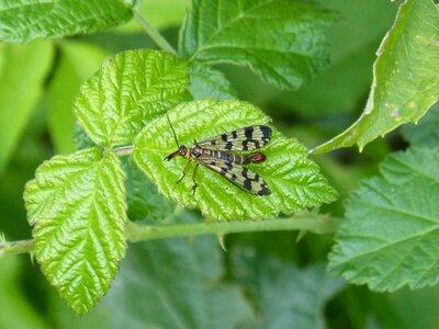 Wings leaf blackberry