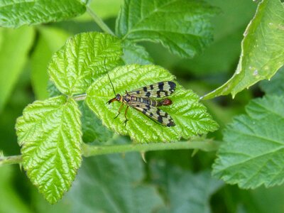 Wings leaf blackberry photo