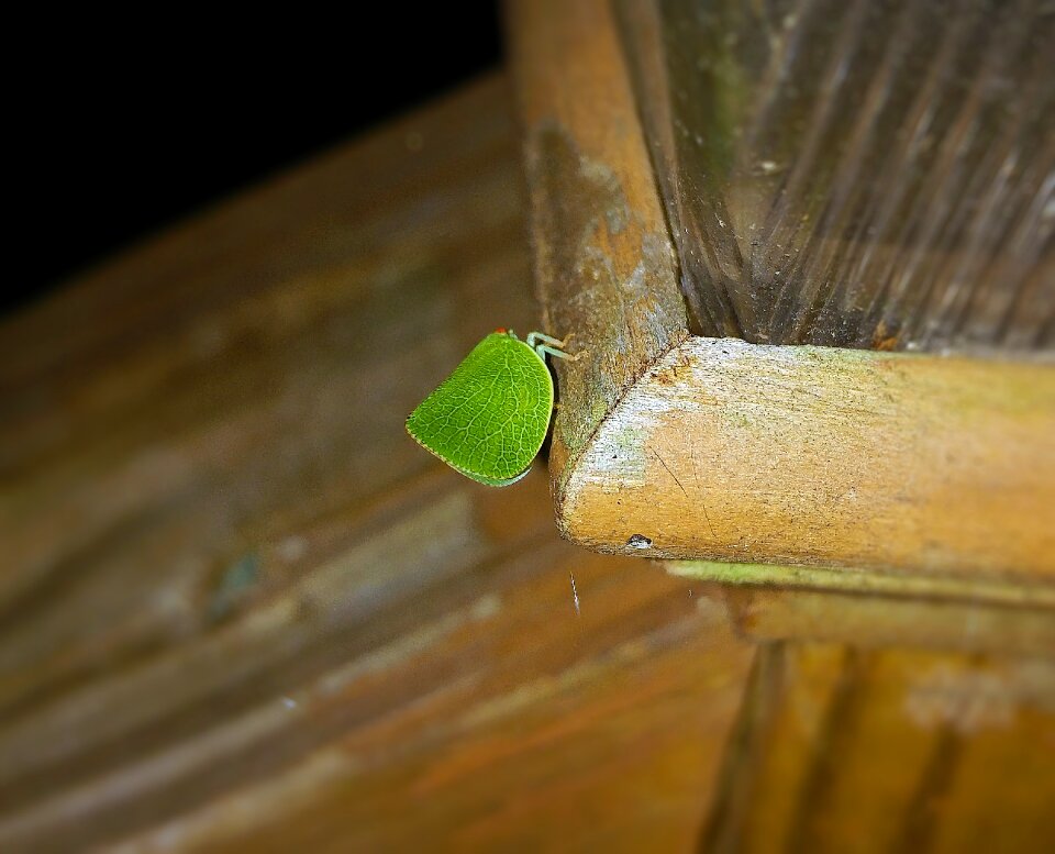 Phylliidae camouflage insect photo