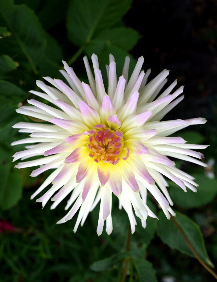 Bloom macro nature