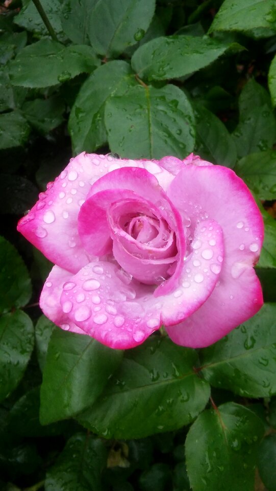 Flower fresh floral