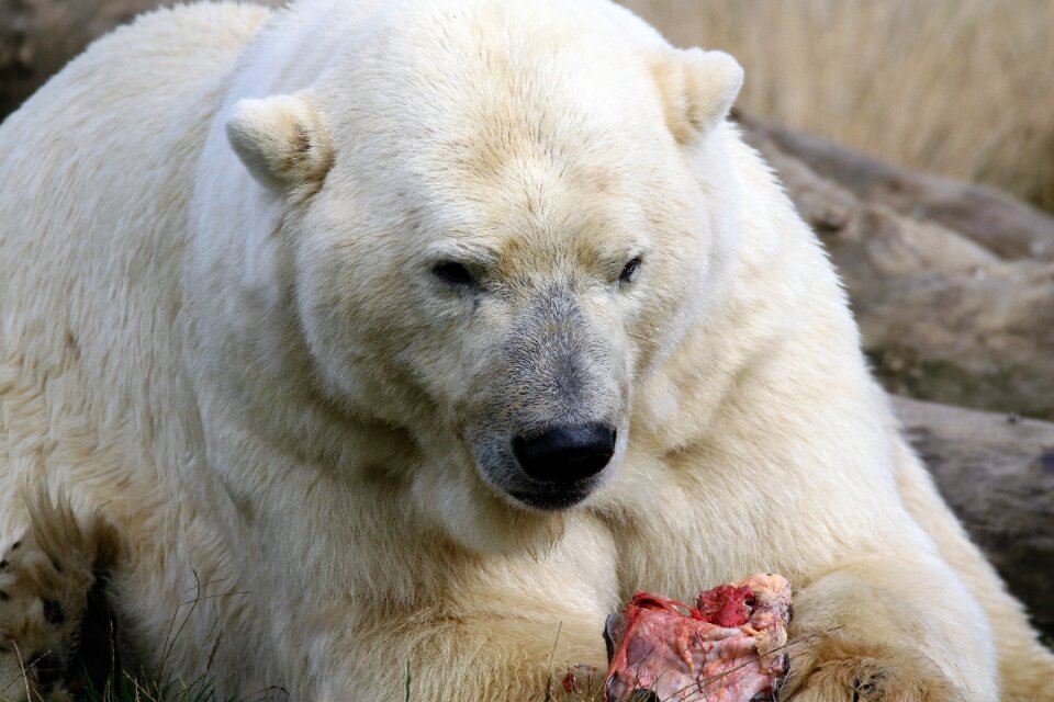 Nature wildlife arctic