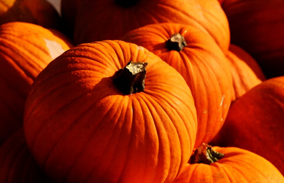 Harvest decorative squashes decoration