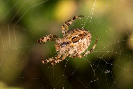 Cobweb macro close up