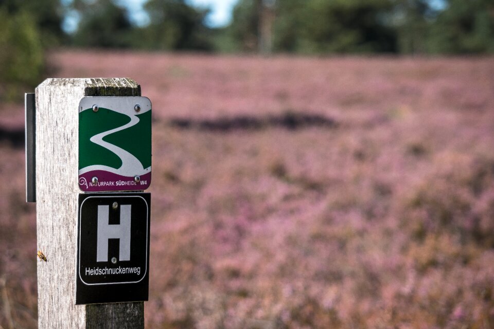 Hiking heather heathland