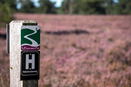 Hiking heather heathland