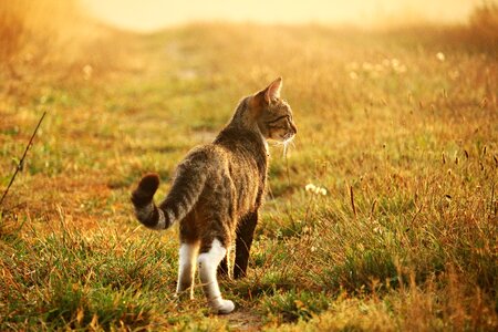 Mackerel tiger cat domestic cat photo