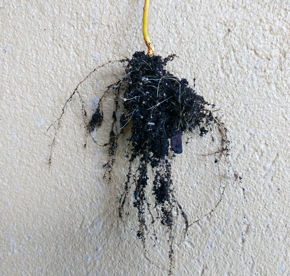 Grow growth nature