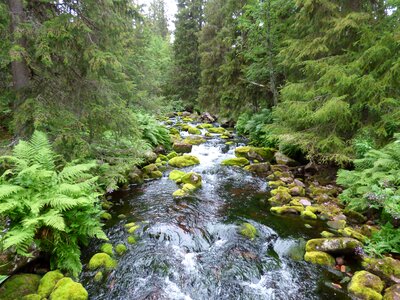 Summer beautifully nature