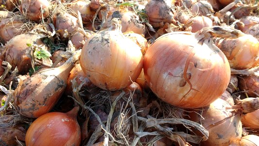 Alimento orgânico caseiro