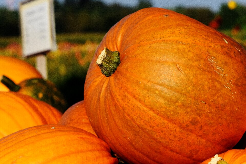 Harvest decorative squashes decoration
