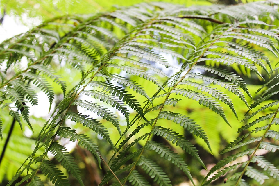 Plant natural botanical