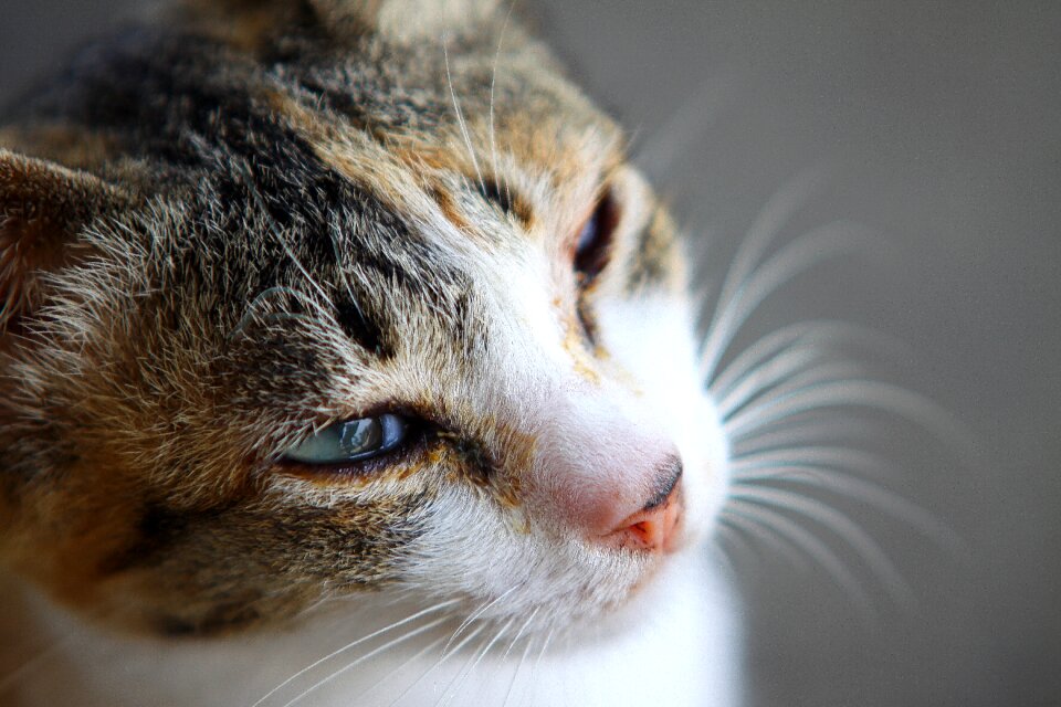Fun cute cat