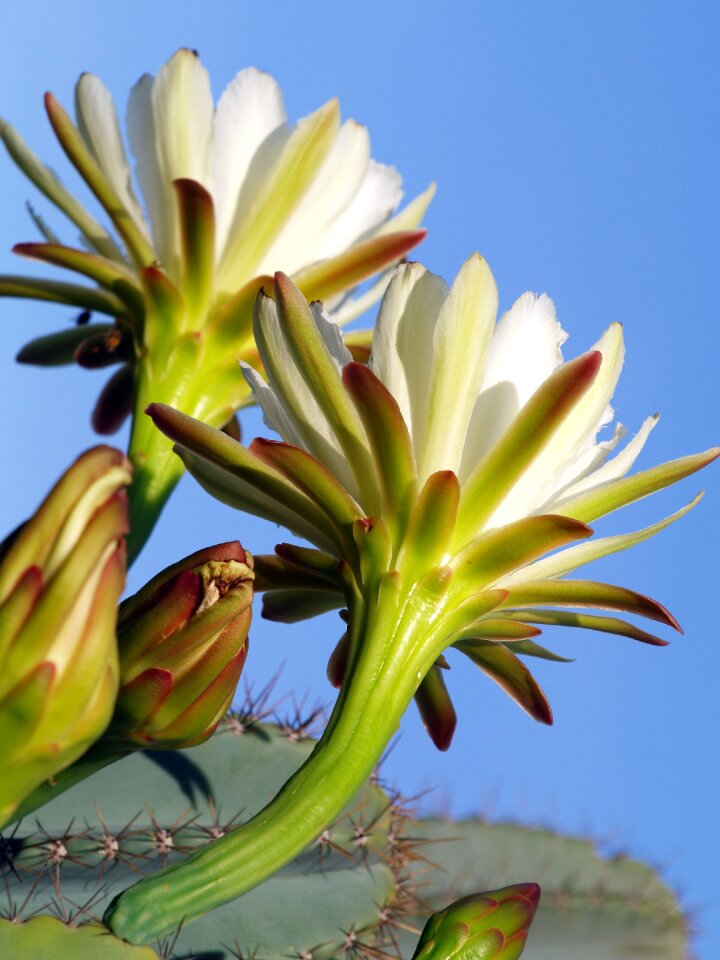 Spring blooming