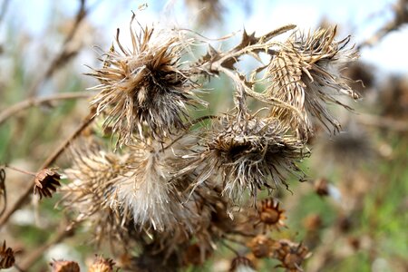 Thistle flower nature