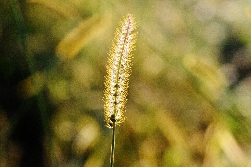 Green grass filigree