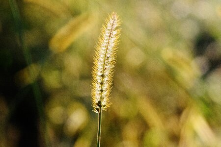Green grass filigree