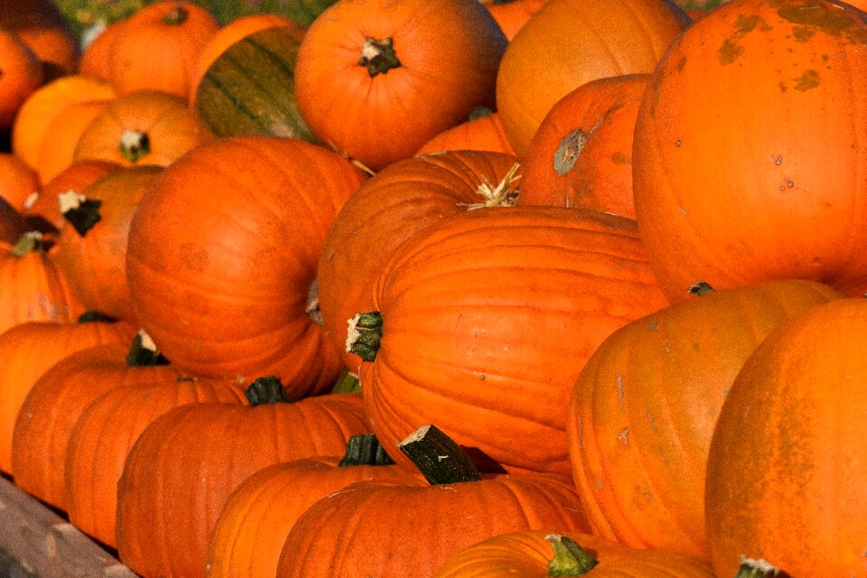 Harvest decorative squashes decoration