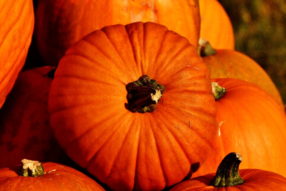 Harvest decorative squashes decoration