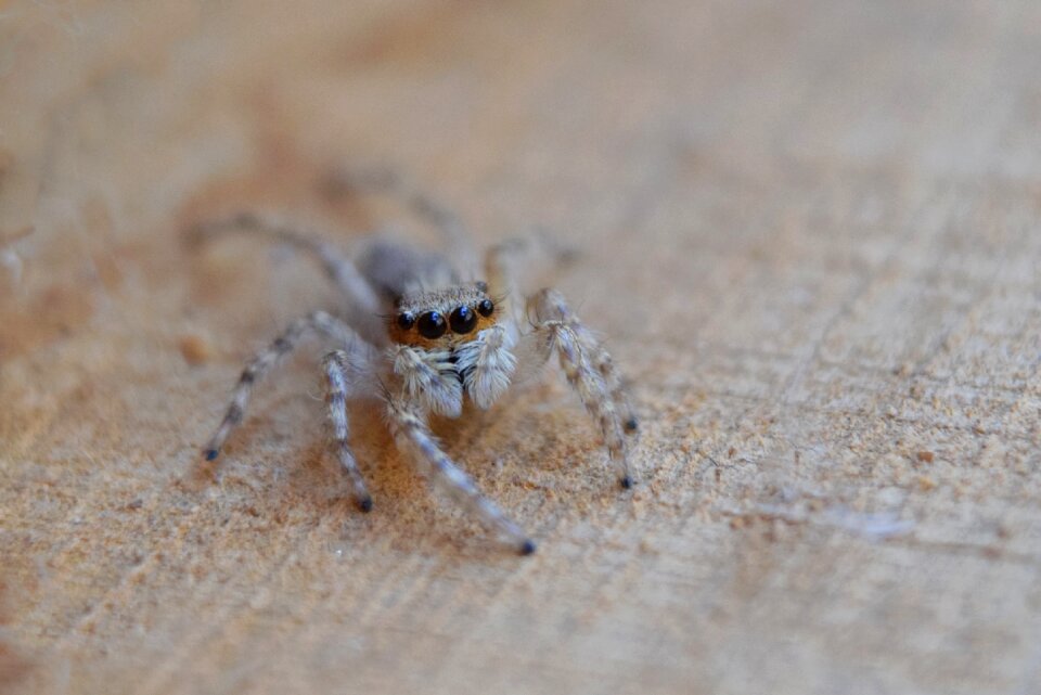 Macro arachnid nature