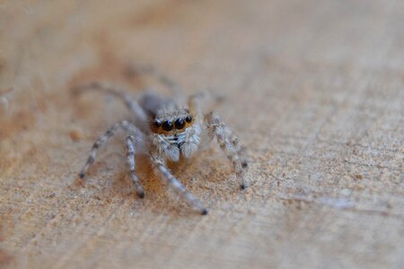 Macro arachnid nature