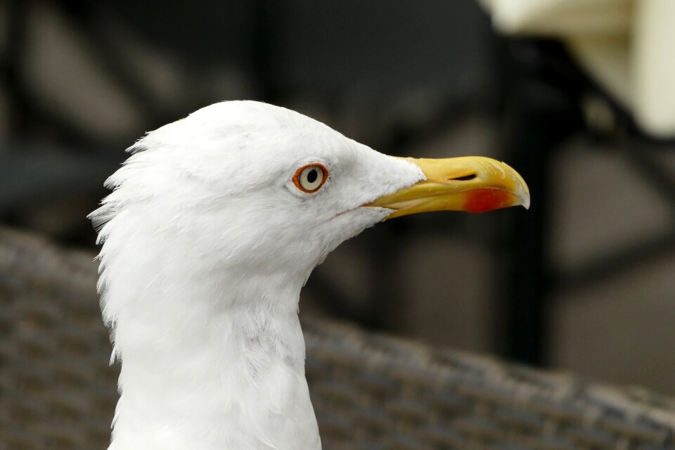 Seagull head close up