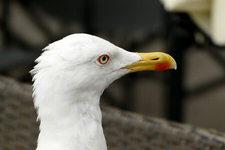 Seagull head close up photo