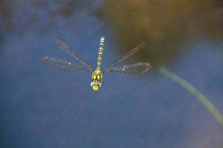 Wing green dragonfly flight photo