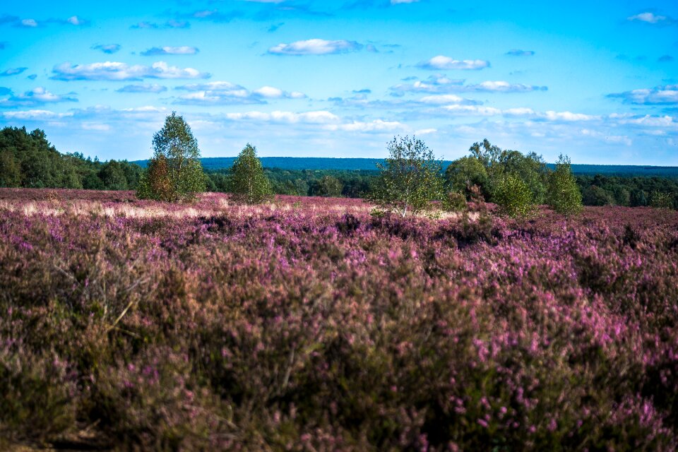 Calluna purple heathland