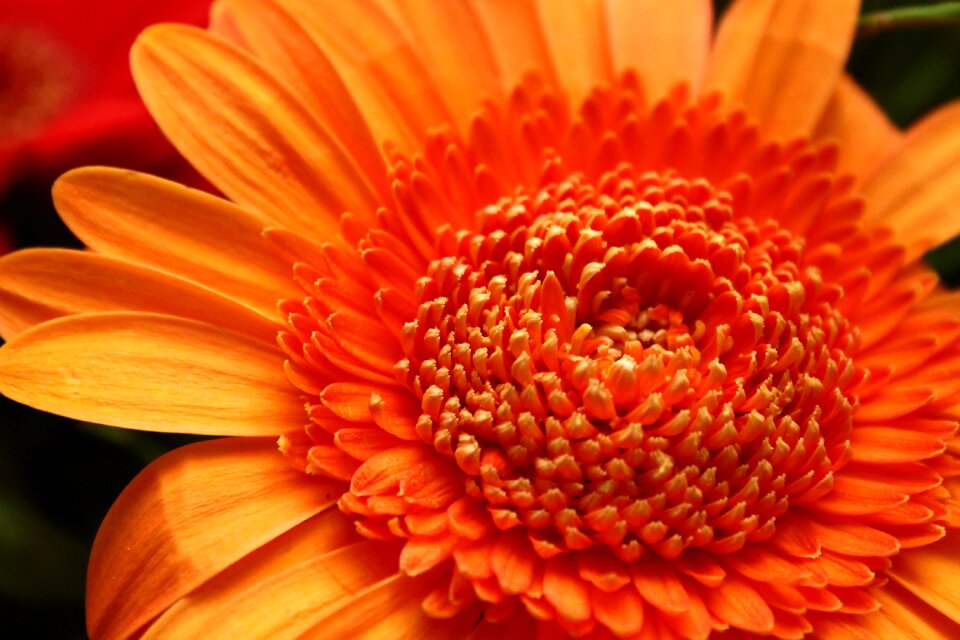 Orange cut flowers nature