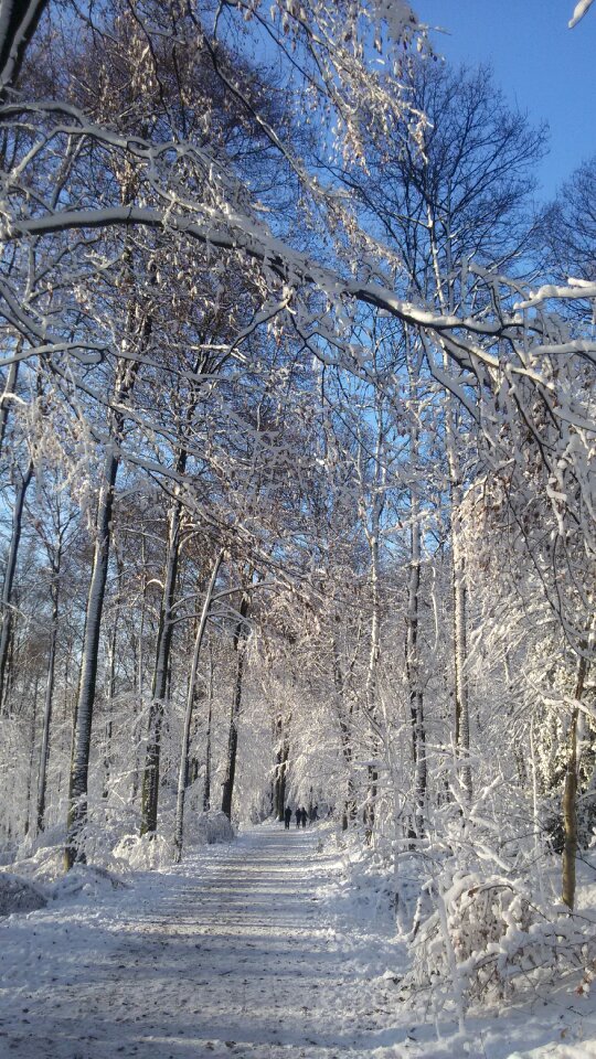 Forest nature winter forest