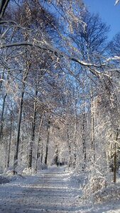 Forest nature winter forest photo