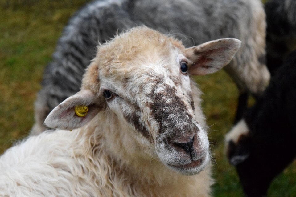 Wool pasture meadow
