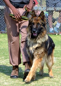 Obedience purebred