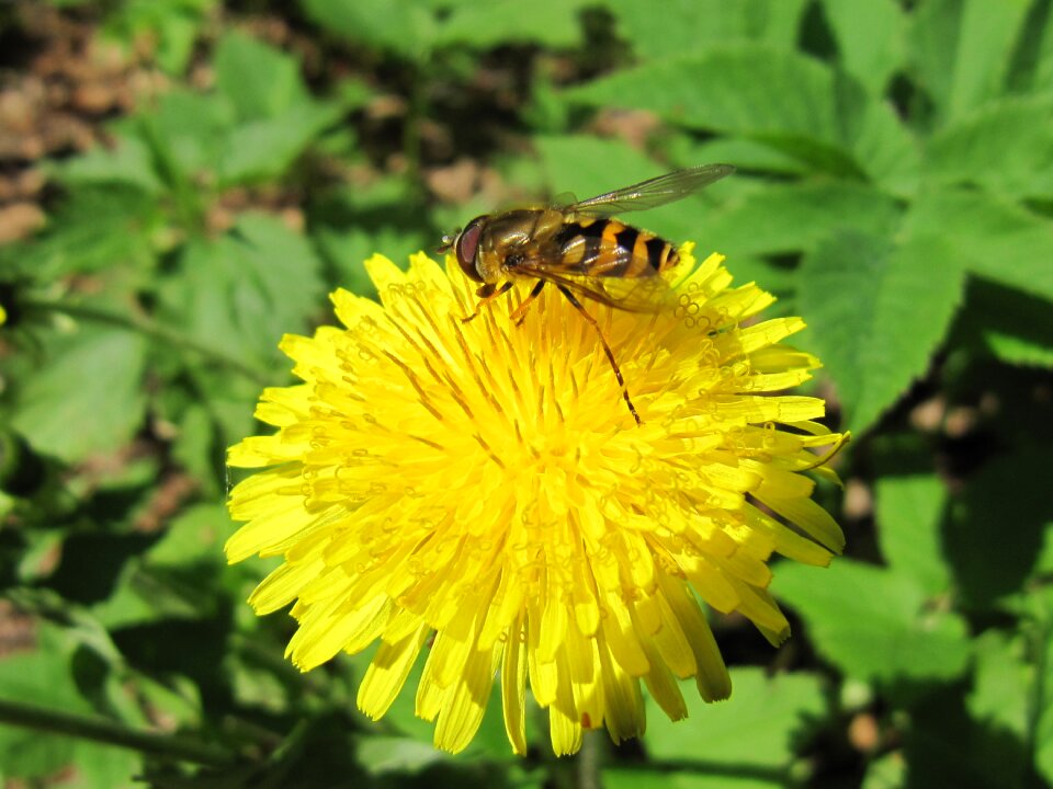 Dandelion bee summer