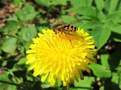 Dandelion bee summer