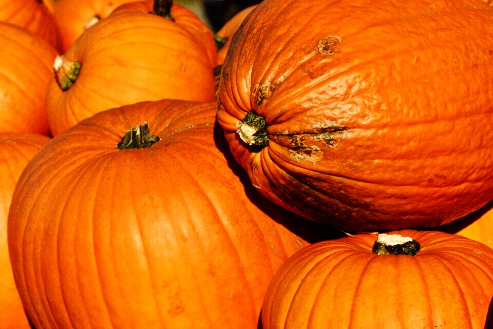 Harvest decorative squashes decoration
