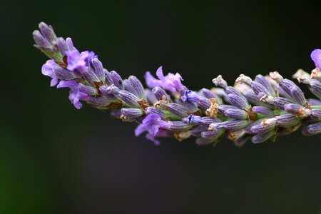 Nature summer lavender flower photo