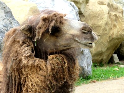Camelus summer brown