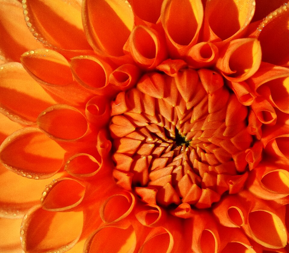 Asteraceae flower garden ornamental flower