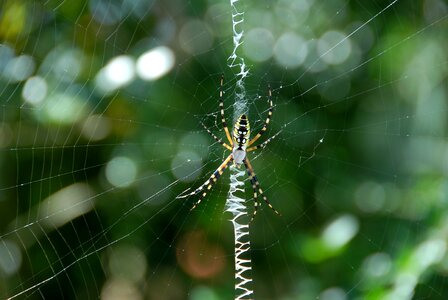 Color garden web photo