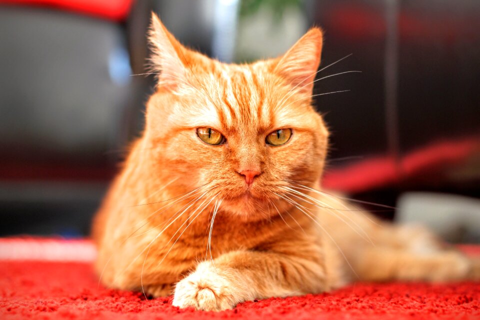 Red cat kitten pet